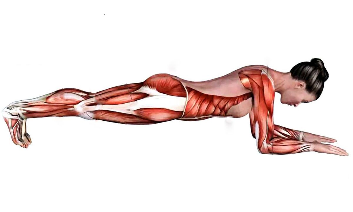 what muscles work when doing plank